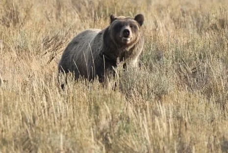 Trail Walker Injured by Grizzly in Yellowstone Air Lifted to Hospital