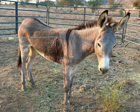 Wild Ass Recovering After Newest Bow Assault on Free-Roaming Asses in the Golden State
